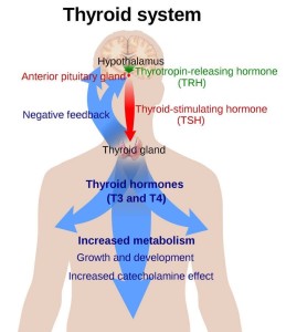 tiroidni hormoni