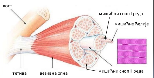 misicne-celije-hipertrofija